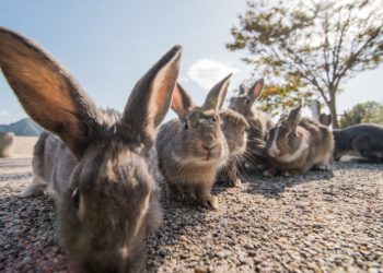 Lo llaman Democracia y no lo es; es apenas un Circo con promesas para crédulos