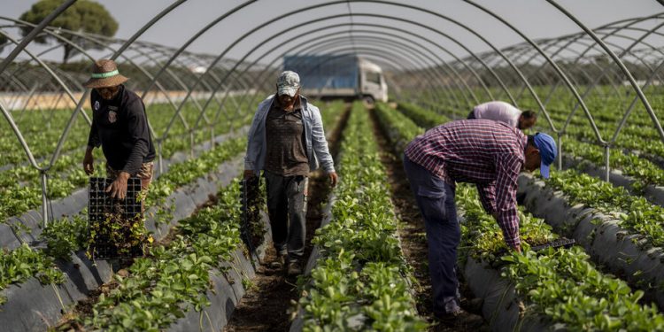 Entrevista al Portavoz Nacional del SAT del periódico Alemán Junge Welt sobre la explotación en la fresa.  Doñana, Marinaleda, Somonte …