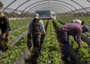 Entrevista al Portavoz Nacional del SAT del periódico Alemán Junge Welt sobre la explotación en la fresa.  Doñana, Marinaleda, Somonte …