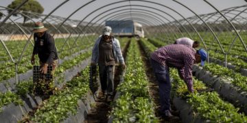 Entrevista al Portavoz Nacional del SAT del periódico Alemán Junge Welt sobre la explotación en la fresa.  Doñana, Marinaleda, Somonte …