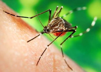 Diosdado Cabello avala la acusación rusa de que EE.UU. utiliza mosquitos para atacar a otros países