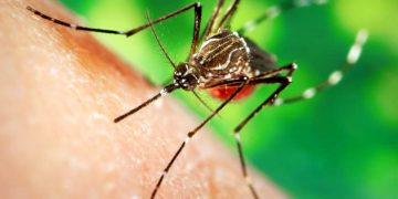 Diosdado Cabello avala la acusación rusa de que EE.UU. utiliza mosquitos para atacar a otros países