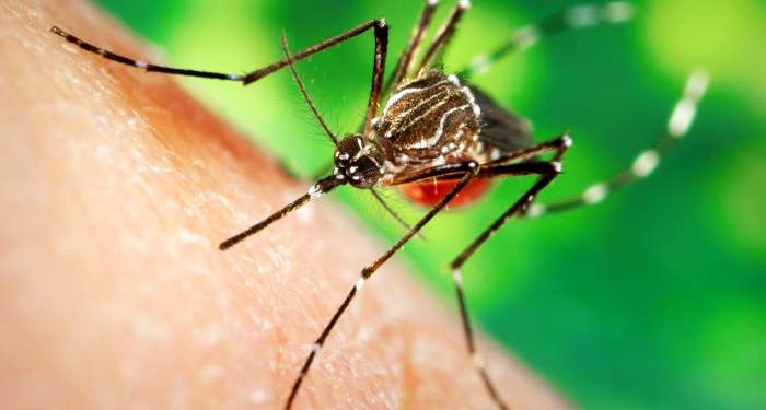 Diosdado Cabello avala la acusación rusa de que EE.UU. utiliza mosquitos para atacar a otros países