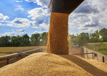 RUSIA. Putin denuncia que sólo el 3% del grano ucraniano es destinado a los países más pobres