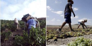 Sí, el capitalismo mata. Otro trabajador muerto, vendimiando a mas de 40º.