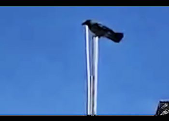 Los palestinos son unos «pájaros» de cuidado