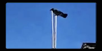 Los palestinos son unos «pájaros» de cuidado