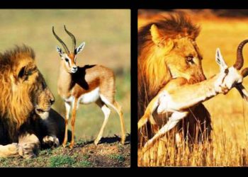 KARI KREEN. Sobre catalogar entre los que aman y los que odian (¡no me cuadra!)