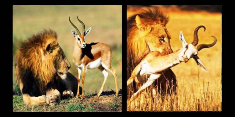 KARI KREEN. Sobre catalogar entre los que aman y los que odian (¡no me cuadra!)