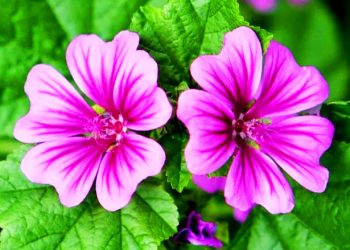 PALESTINA. La Resistencia envía en la última semana a 62 militares sionistas a criar malvas