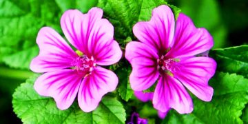 PALESTINA. La Resistencia envía en la última semana a 62 militares sionistas a criar malvas