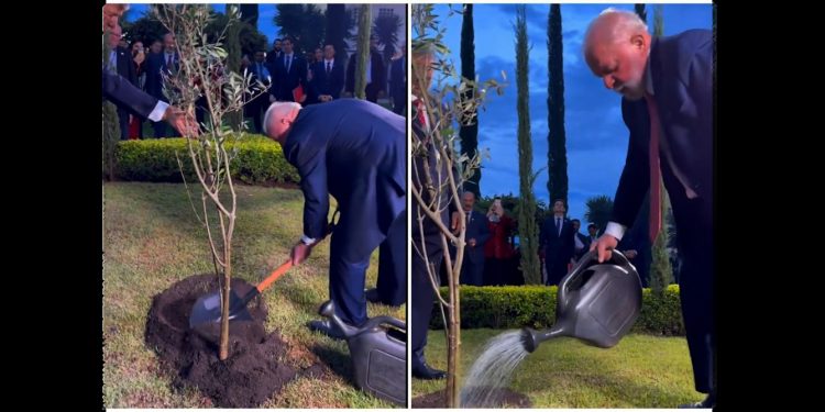 Espectáculo grotesco (pasen y lean): Lula plantó un árbol “por la paz del pueblo palestino”