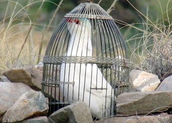 Si pensaban que habían perdido la capacidad de sorpresa es que no sabían de esta iniciativa de Vox