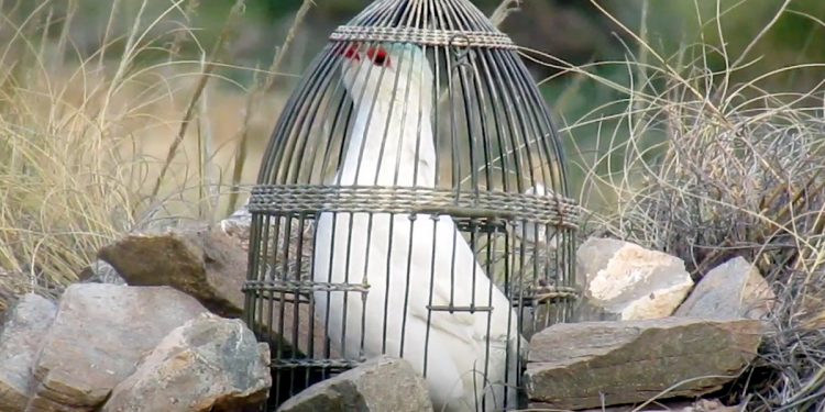 Si pensaban que habían perdido la capacidad de sorpresa es que no sabían de esta iniciativa de Vox