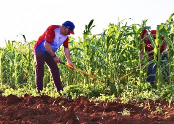 CUBA vivió el domingo una jornada masiva de trabajo voluntario con la participación de su presidente