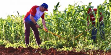CUBA vivió el domingo una jornada masiva de trabajo voluntario con la participación de su presidente