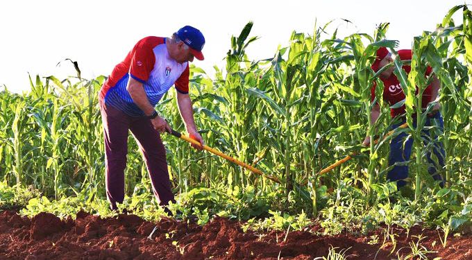 CUBA vivió el domingo una jornada masiva de trabajo voluntario con la participación de su presidente