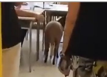 ¿Descripción del estado de las cosas? Un votante italiano llevó a votar a una oveja