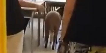 ¿Descripción del estado de las cosas? Un votante italiano llevó a votar a una oveja