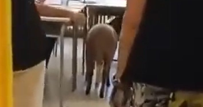 ¿Descripción del estado de las cosas? Un votante italiano llevó a votar a una oveja