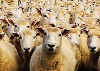 Ejemplo de cómo actúan los políticos institucionales (pasen y vean)