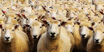 Ejemplo de cómo actúan los políticos institucionales (pasen y vean)