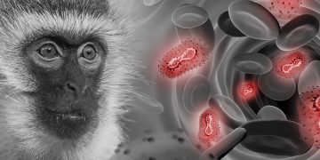 ÁNGELES MAESTRO. La viruela del mono, ¿culebrón del verano o nueva edición de pandemia del miedo?