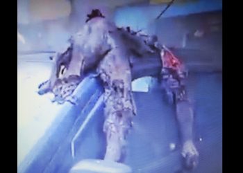 LÍBANO. Imágenes aterradoras de la barbarie sionista en Beirut (vídeo)