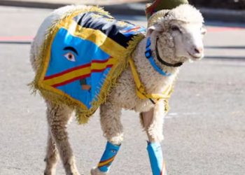 Simbolismo militar en el desfile patriótico: un borrego sustituyó a la cabra