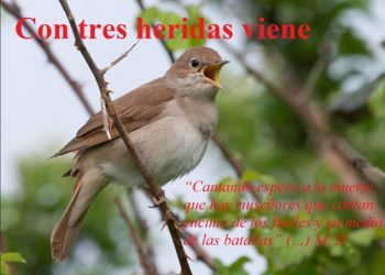 Nace el Blog: “Contresheridasviene” sobre la vida y obra del poeta revolucionario Miguel Hernández