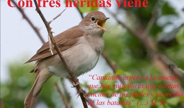 Nace el Blog: “Contresheridasviene” sobre la vida y obra del poeta revolucionario Miguel Hernández