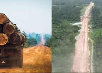 El gobierno de Lula tala miles de árboles amazónicos para hacer una carretera hacia la Cumbre climática