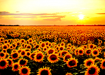 CONCEPCIÓN CRUZ ROJO:  Energía ¿Propiedad privada o bien comunal?