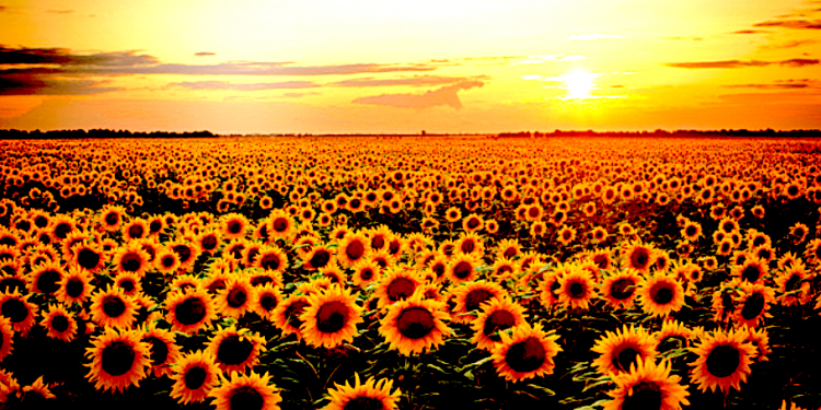 CONCEPCIÓN CRUZ ROJO: Energía ¿Propiedad privada o bien comunal?