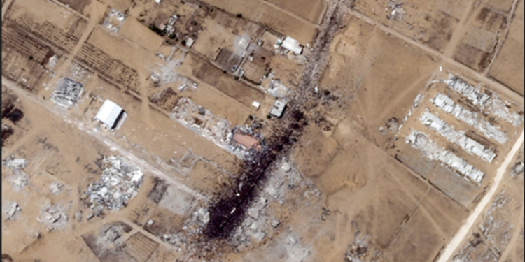 EL LINCE: La respuesta de las hormigas, y de la más grande