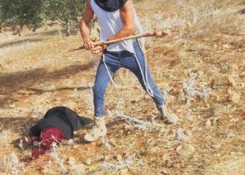 Colono sionista deja inconsciente a palos a una anciana palestina (vídeo)