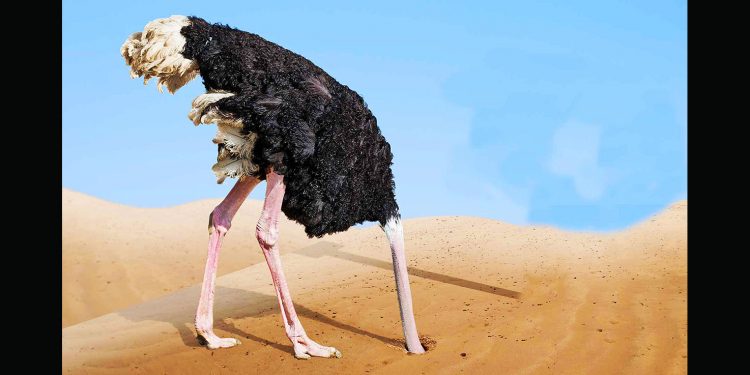 KARIMA OLIVA BELLO. Avestruz