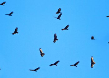 PALESTINA. Buitres de la UE comienzan a sobrevolar la Franja de Gaza