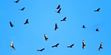 PALESTINA. Buitres de la UE comienzan a sobrevolar la Franja de Gaza