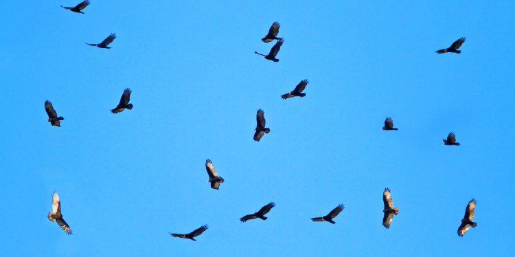 PALESTINA. Buitres de la UE comienzan a sobrevolar la Franja de Gaza