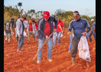 CUBA celebró el 66 aniversario del primer Trabajo Voluntario protagonizado por el Che; participó Díaz-Canel