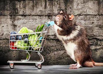 Retiran en yanquilandia miles de alimentos y medicinas del mercado contaminadas por excrementos de roedor