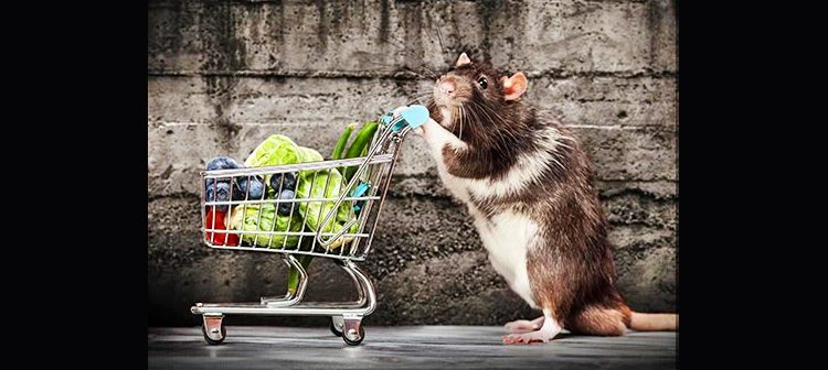 Retiran en yanquilandia miles de alimentos y medicinas del mercado contaminadas por excrementos de roedor