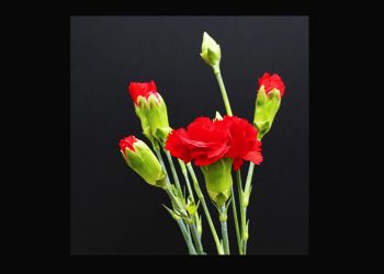 Revoluçáu dos Cravos / Revolución de los Claveles