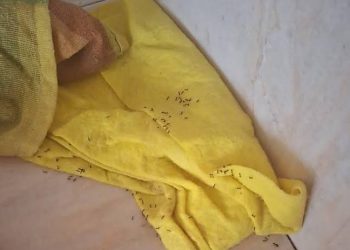 La Guardia Civil destinada en Senegal se queja de que en la cocina tienen bichos (y envían una foto)