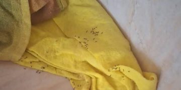 La Guardia Civil destinada en Senegal se queja de que en la cocina tienen bichos (y envían una foto)