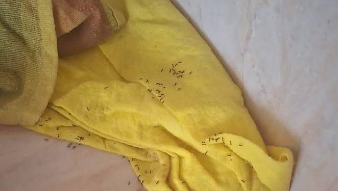 La Guardia Civil destinada en Senegal se queja de que en la cocina tienen bichos (y envían una foto)
