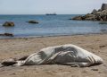 Ceuta. Acto en recuerdo de las 141 personas muertas, y que casi nadie recuerda