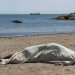 Ceuta. Acto en recuerdo de las 141 personas muertas, y que casi nadie recuerda